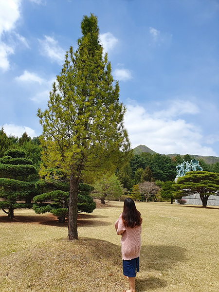 현충원 경내 금송 사진(1).jpg