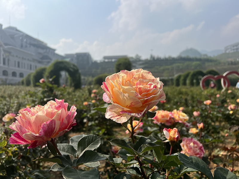 Sun World Fansipan Legend được phủ trong sắc hoa hồng rực rỡ (2).jpg