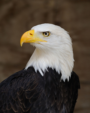 800px-Bald_Eagle_Portrait.jpg