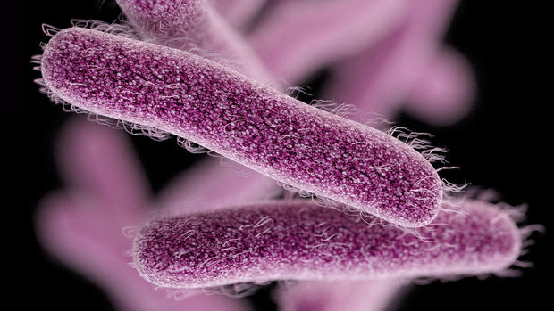 Shigella-bacteria.jpg