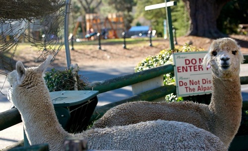 6 Australian Alpaca Centre-1.jpg