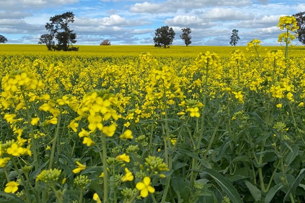 종합(canola trail 4).jpg