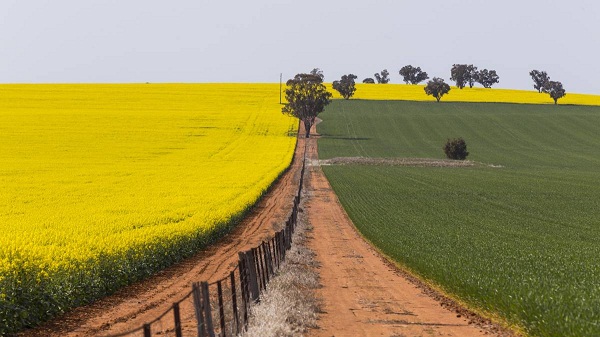 종합(canola trail 1).jpg