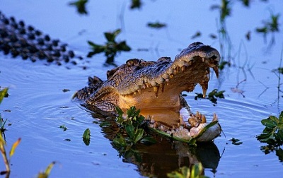 10 Canape with crocodile 2.jpg