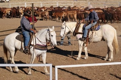 14 Camooweal Drovers-1.jpg