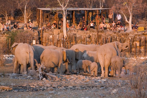 종합(11 Okaukuejo Waterhole-1).jpg