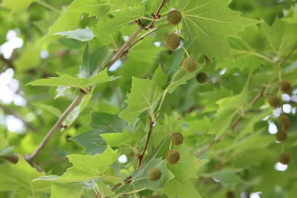 plane tree 3.jpg