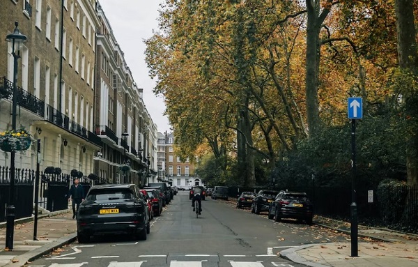 plane tree 2.jpg