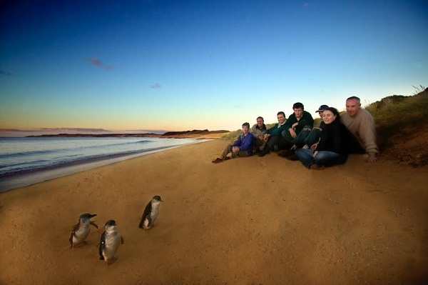 7 Penguin Parade 1.jpg