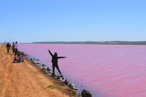 종합(pink lake 1).jpg