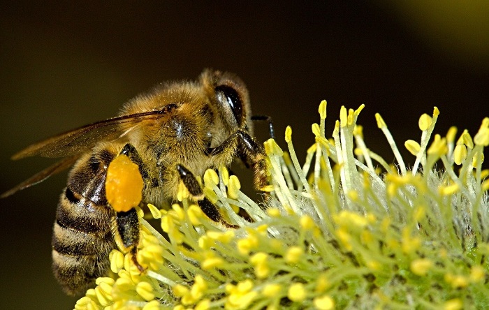 종합(Queen's bees 1).jpg