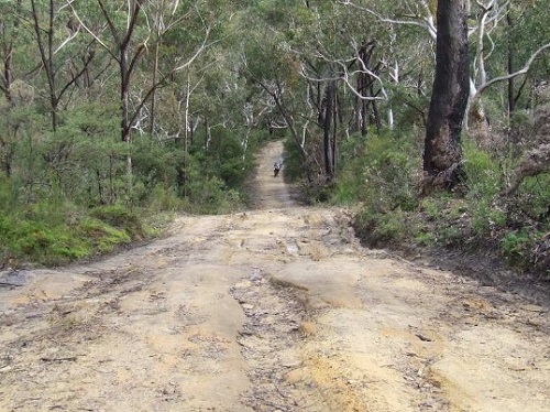 1 Belanglo State Forest roads and tracks-1.jpg