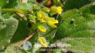 0324 생강.jpg