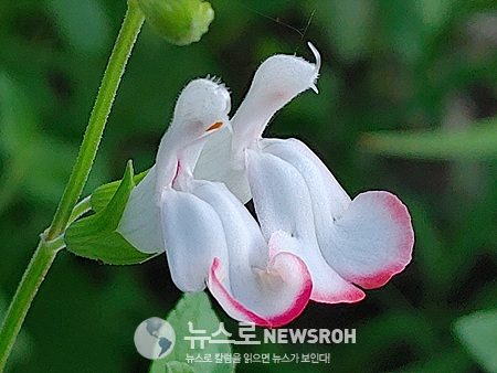 0717 핫립세이지.jpg