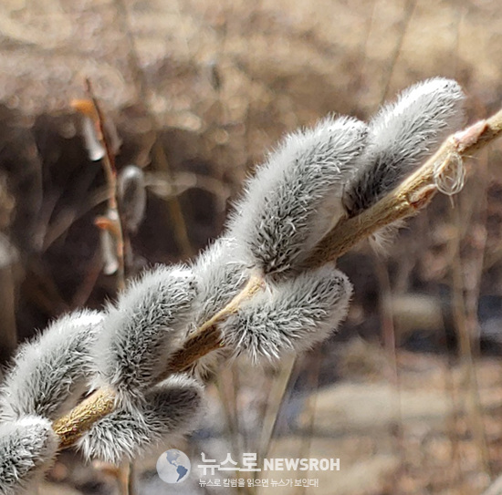 버들강아지 021419.jpg