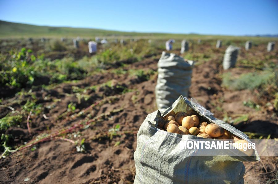 감자 수확이 전년도 동기 대비 13.5% 증가.jpeg