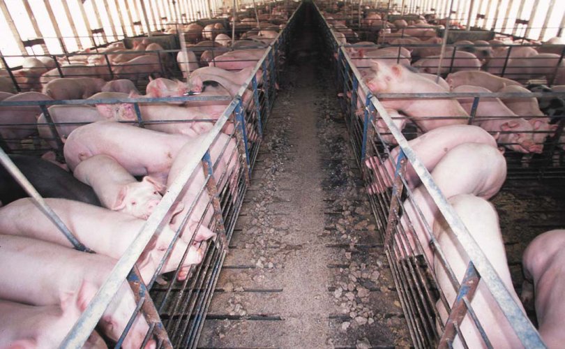 돼지 열병이 발병된 돼지 314마리를 폐기 조치.jpg