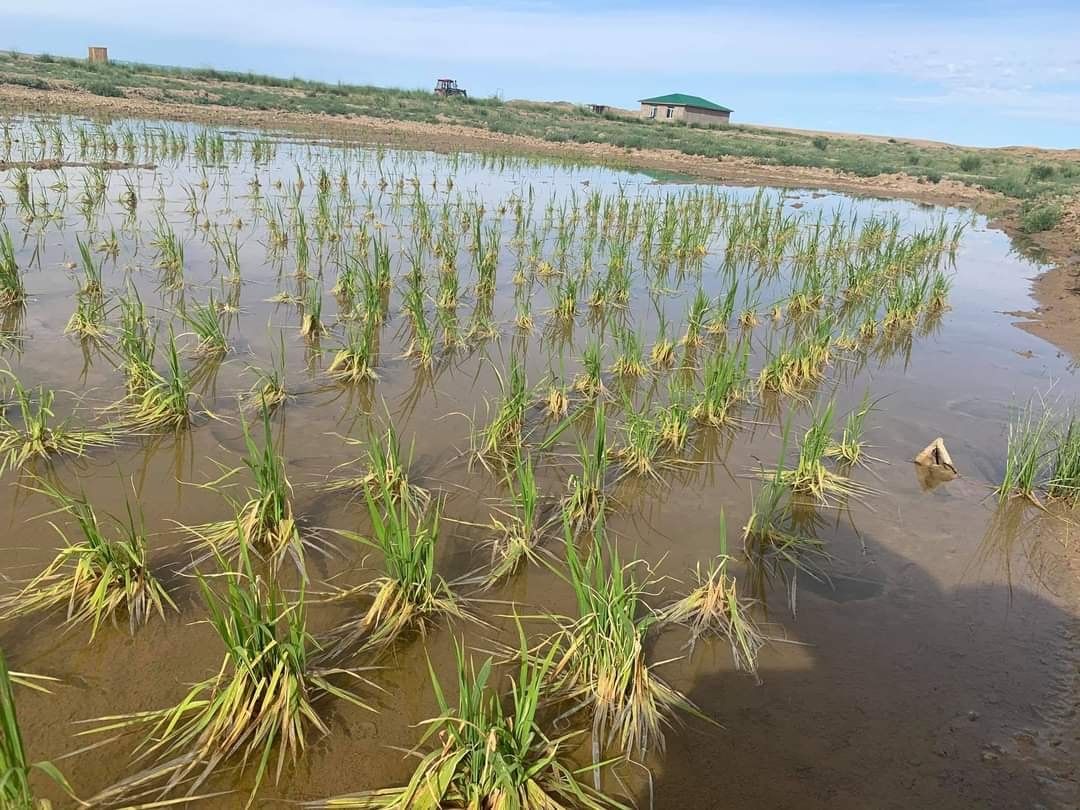 바양헝거르 아이막의 바양릭 솜에서 수확한 쌀은 2018년부터 재배하여.jpg