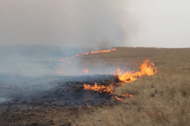 러시아 산불이 몽골로 넘어와 총 600헥타르 지역 화재 피해 발생.jpg