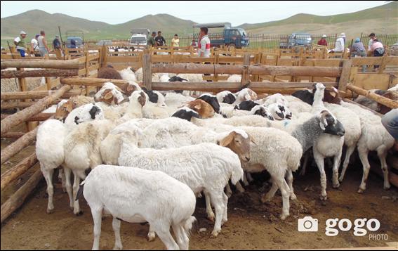 몽골 식량농업경공업부, 라오스에 양 1,000마리 기증.jpg