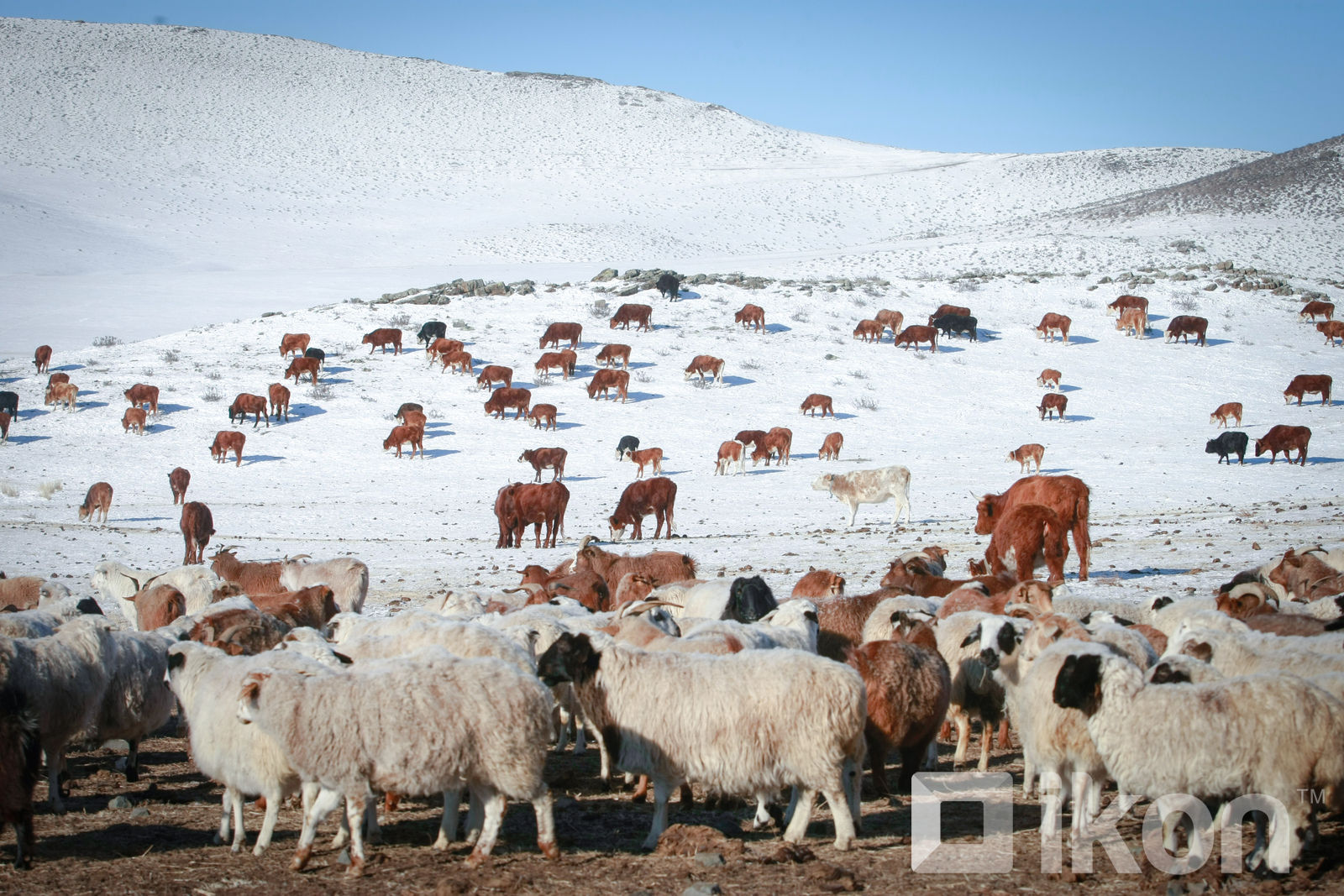가축 수의 감소원인은 기후변화와 목초지 감소가 영향.jpg