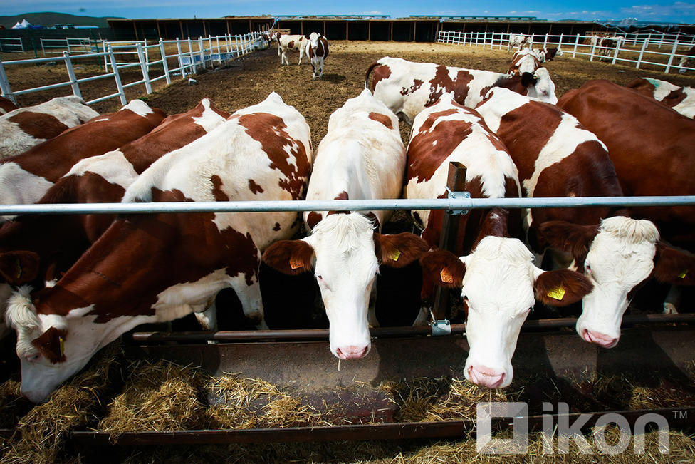정부는 목축업자들과 농부들에게 우유 보험료를 제공하는 절차를 승인하여.jpg