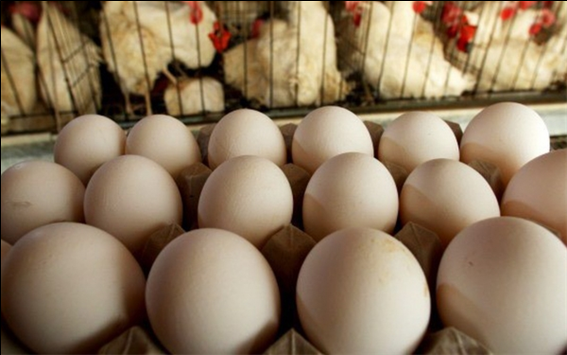 러시아로부터 달걀 3천7백만 개 수입 예정.png