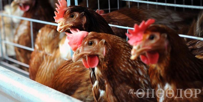 “TUMEN SHOBOOT” 할랄인증으로 닭고기 수출.jpg