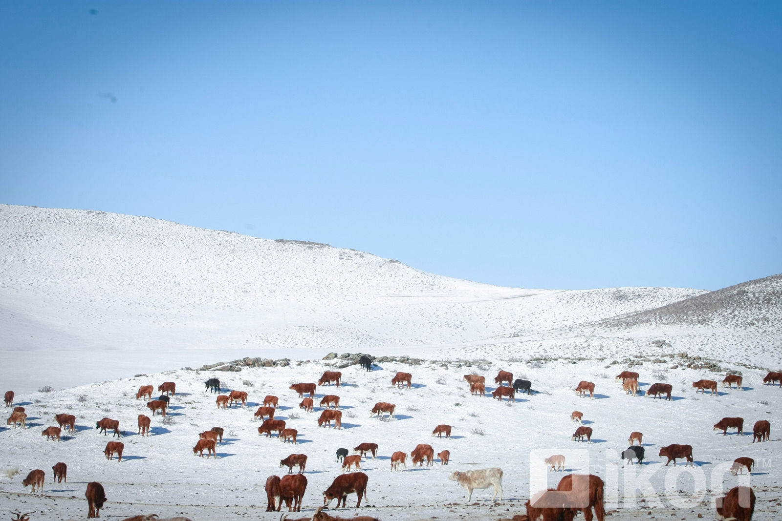 몽골 국토의 50% 이상이 눈으로 덮여.jpg