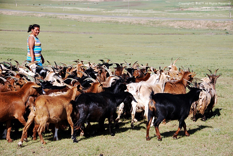 몽골 가축 마릿수가 66,463,700마리.jpg