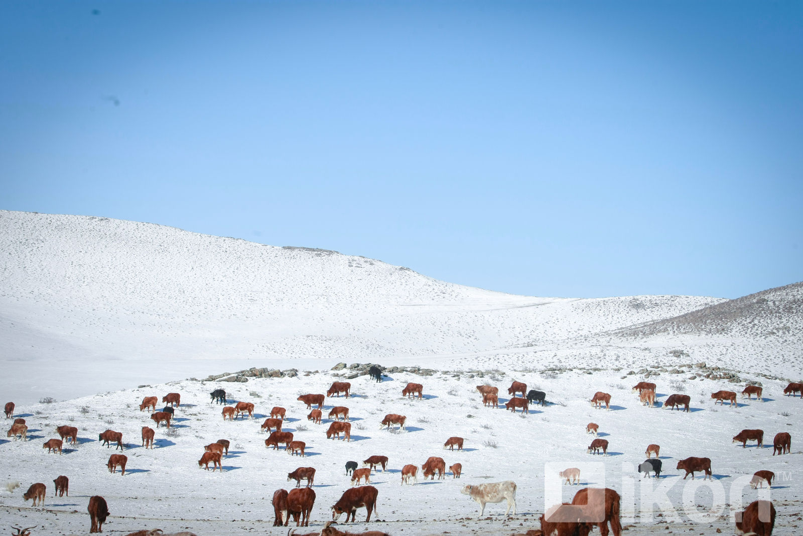잠정 결과에 따르면, 몽골에서 6710만 마리의 가축이 집계되어.jpg