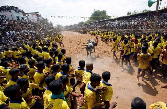 jallikkattu2.jpg