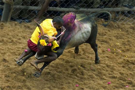 jalliikattu.jpg