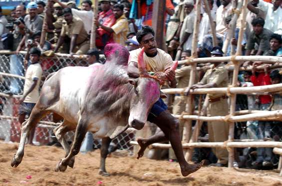 jalliikkattu3.jpg