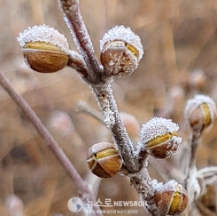 서리꽃 산수유