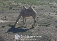 사막에 비가 내리면