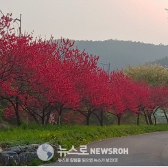 시어골 만첩홍도화길