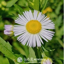 ‘망할 놈의 풀’